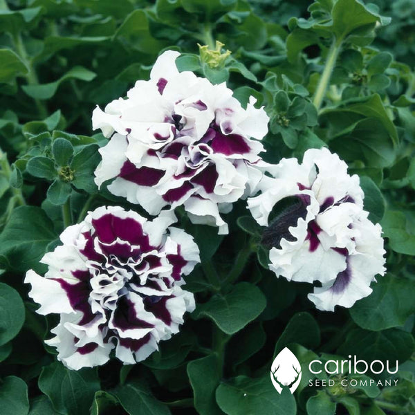 cascade petunia - purple pirouette - Caribou Seed Company