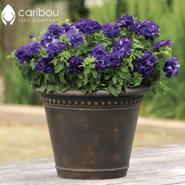 cascade petunia - blue - Caribou Seed Company