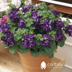 cascade petunia - blue