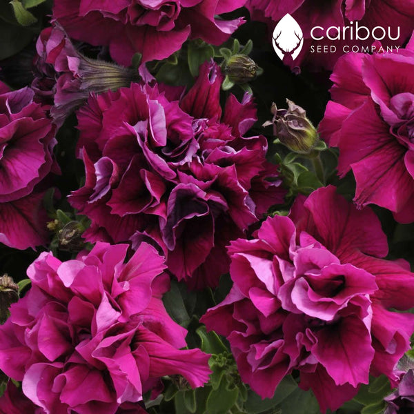 cascade petunia - burgundy - Caribou Seed Company
