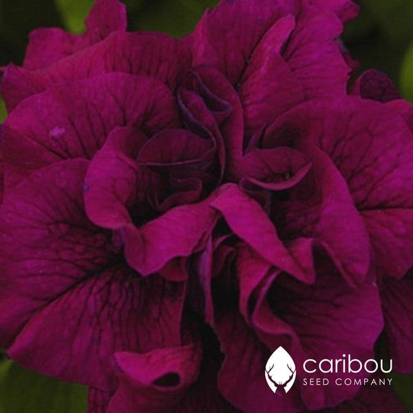 cascade petunia - burgundy - Caribou Seed Company