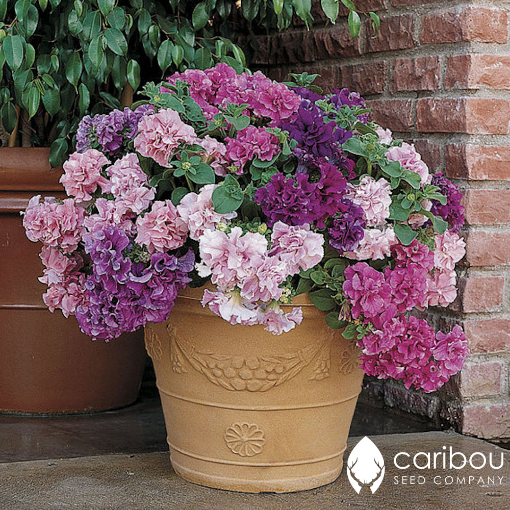 cascade petunia - glorious mix - Caribou Seed Company