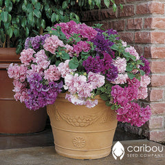 cascade petunia - glorious mix