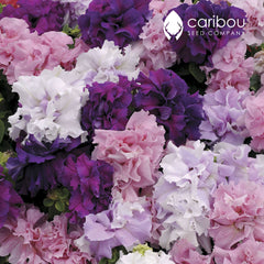 cascade petunia - mix