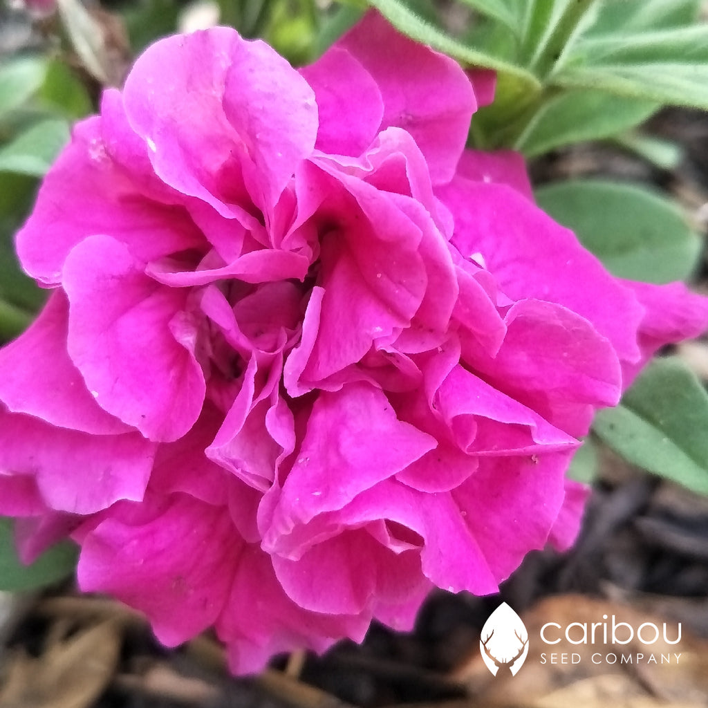 cascade petunia - pink - Caribou Seed Company