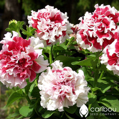 cascade petunia - red pirouette