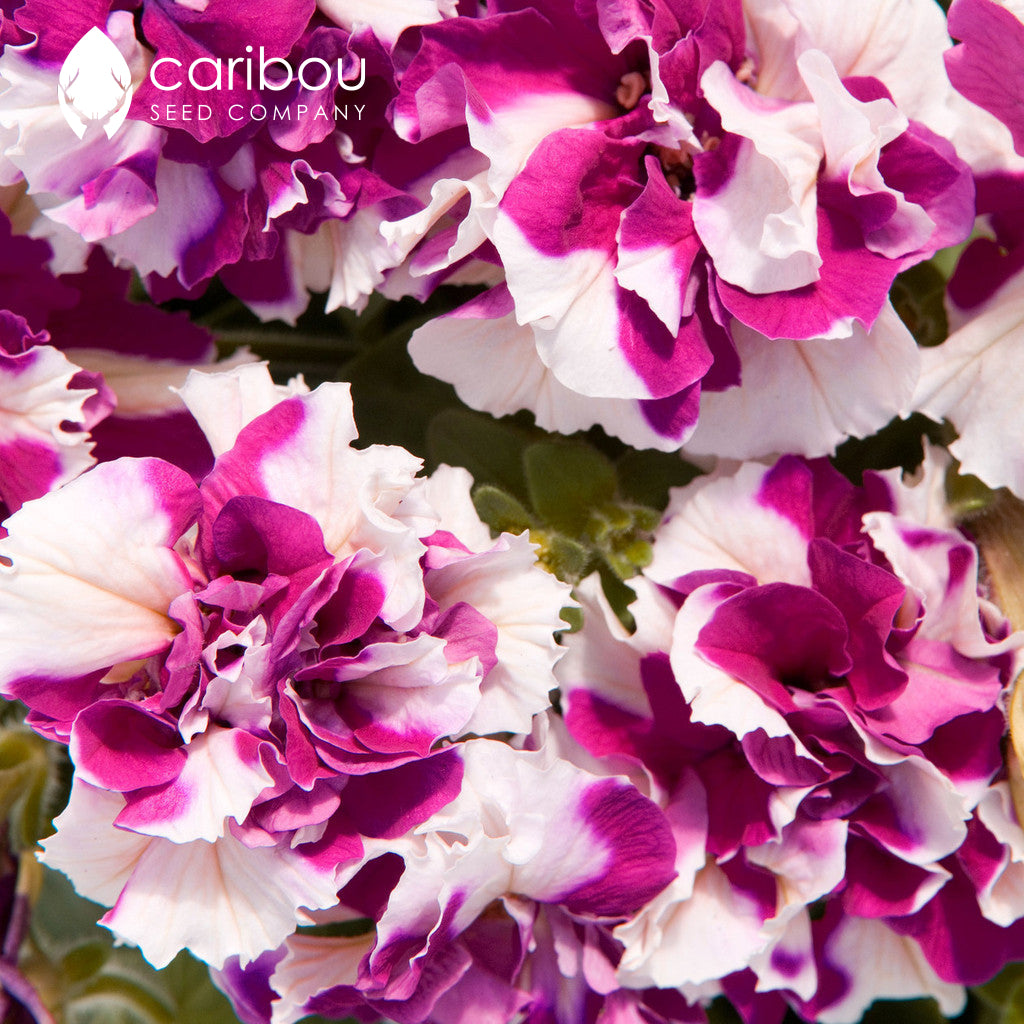 cascade petunia - rose pirouette - Caribou Seed Company