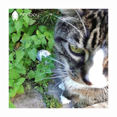 catnip