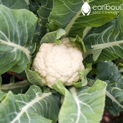Cauliflower | Early Snowball