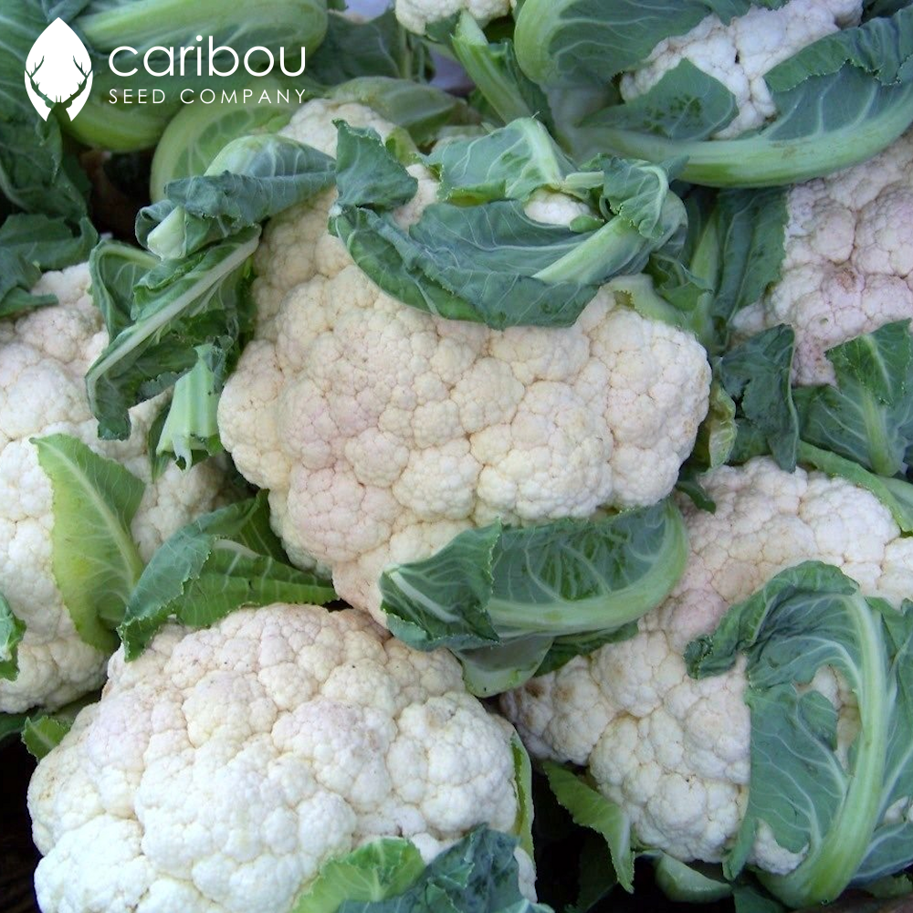 cauliflower - Caribou Seed Company