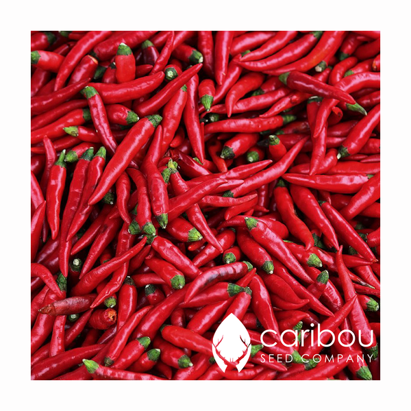 red cayenne - Caribou Seed Company