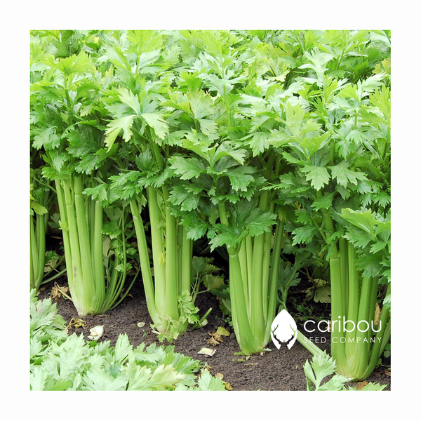 celery