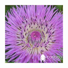 centaurea - bachelor's buttons