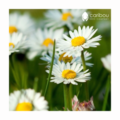 chamomile