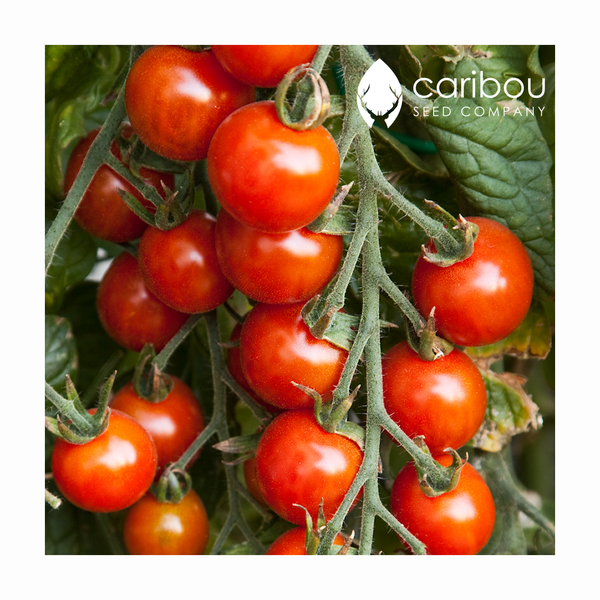 tomato - cherry - Caribou Seed Company