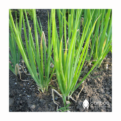 garlic chives