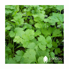 cilantro