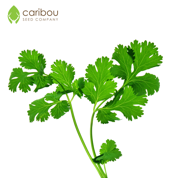 cilantro - Caribou Seed Company