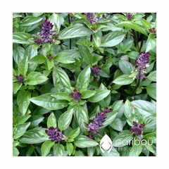 cinnamon basil