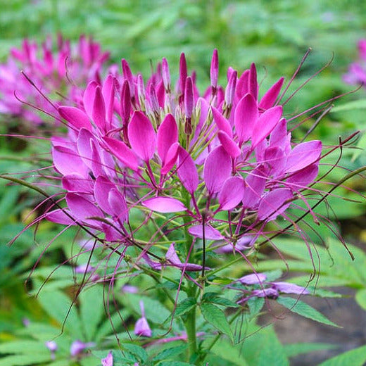 cleome 'pink queen'