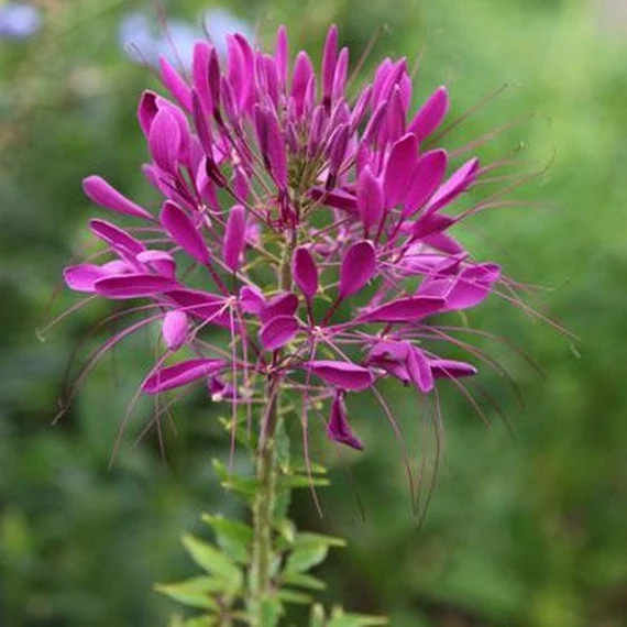 purple passion