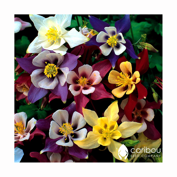 playful perennials