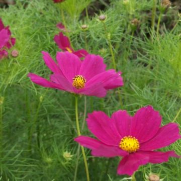 cosmos 'pink'