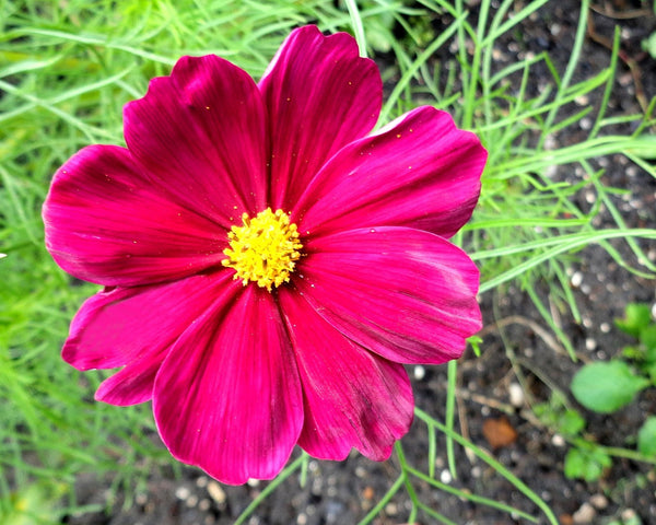 cosmos 'pink'