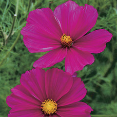 cosmos 'pink'