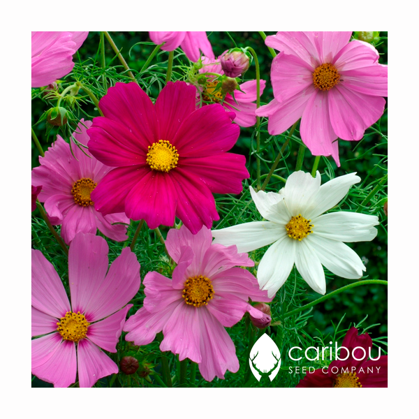 monarch butterfly garden kit - Caribou Seed Company