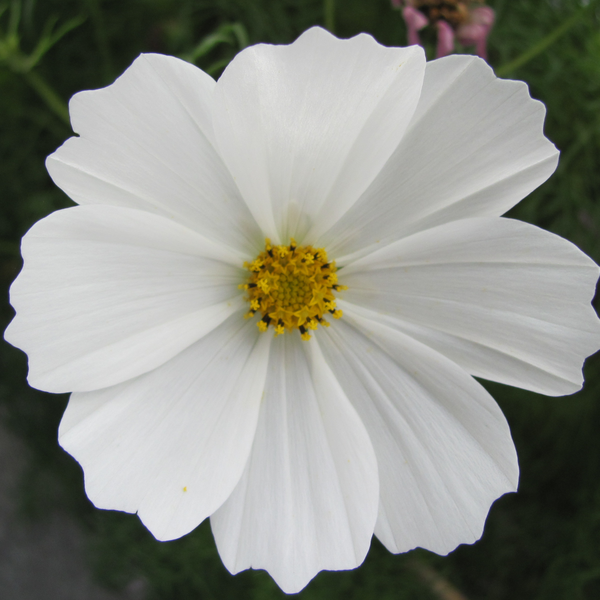 ivory inspiration