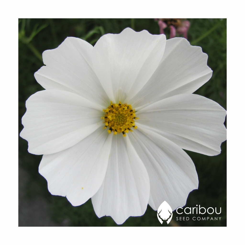 cosmos 'purity' - Caribou Seed Company