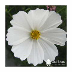 cosmos 'purity'