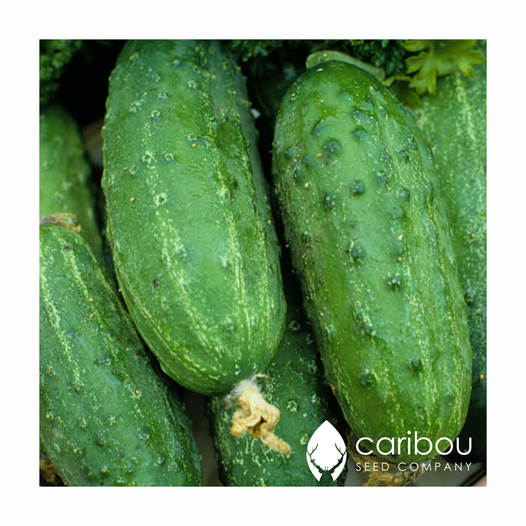 cucumber 'marketmore 76' - Caribou Seed Company