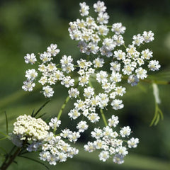 cumin