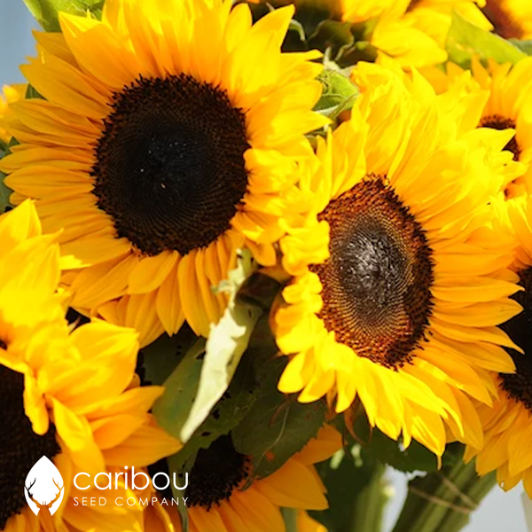 sunflower - cutting gold - Caribou Seed Company