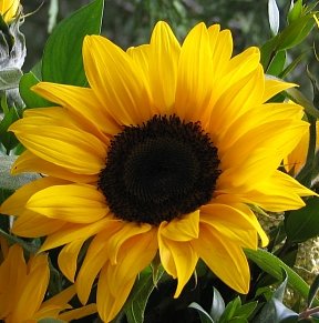 striking sunflowers seed kit