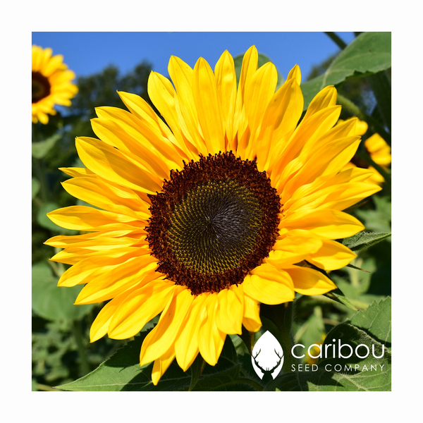sunflower - cutting gold - Caribou Seed Company