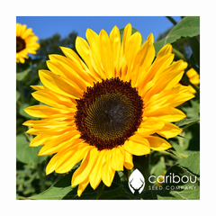 sunflower - cutting gold