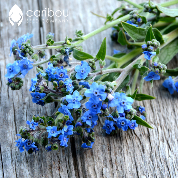chinese forget-me-not - Caribou Seed Company