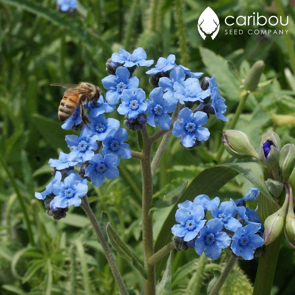 chinese forget-me-not - Caribou Seed Company