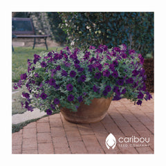 easy wave petunia - blue