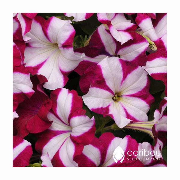 easy wave petunia - burgundy star - Caribou Seed Company