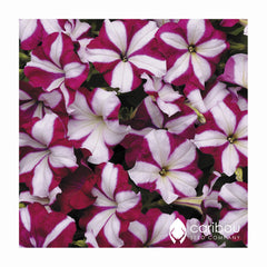 easy wave petunia - burgundy star