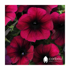 easy wave petunia - burgundy velour