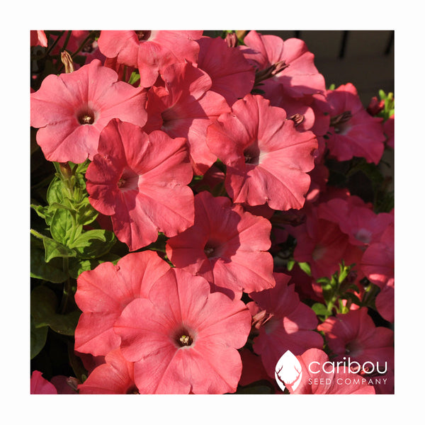 easy wave petunia - coral reef - Caribou Seed Company