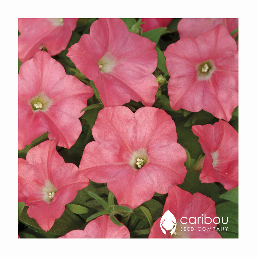 easy wave petunia - coral reef - Caribou Seed Company