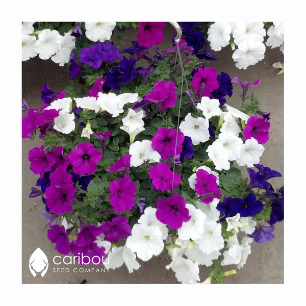 easy wave petunia - great lakes mix - Caribou Seed Company