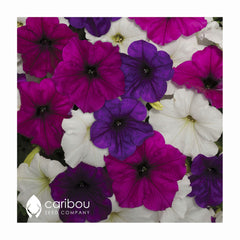 easy wave petunia - great lakes mix