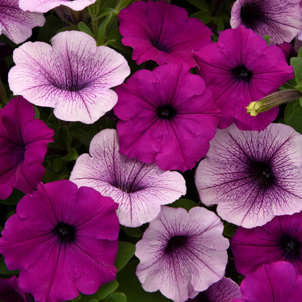 easy wave petunia - plum pudding mix - Caribou Seed Company